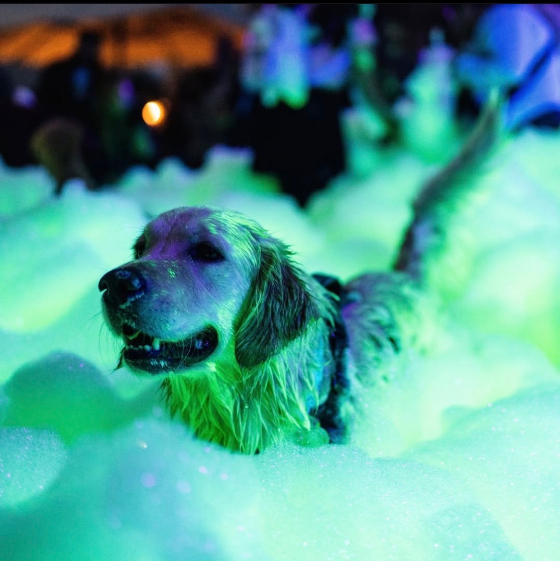 Fun for the whole family - Foam Dawgs foam party rentals Cave Spring, GA